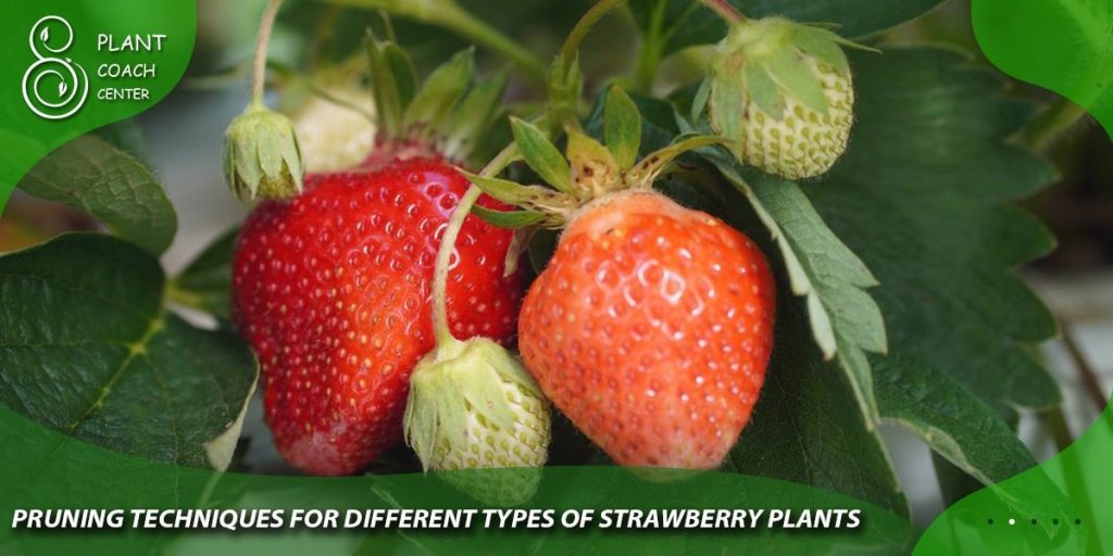 Pruning Techniques for Different Types of Strawberry Plants
