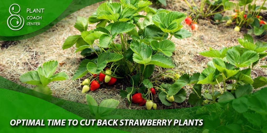 optimal time to cut back strawberry plants