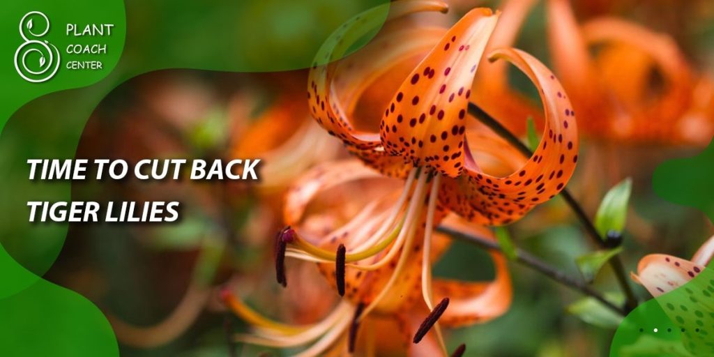 time to cut back tiger lilies