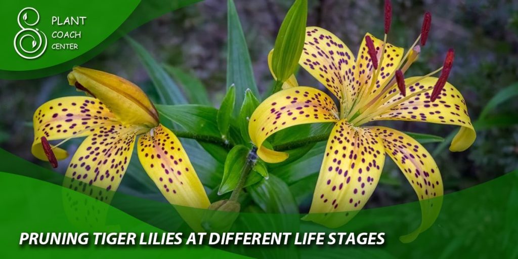 Pruning Tiger Lilies at Different Life Stages