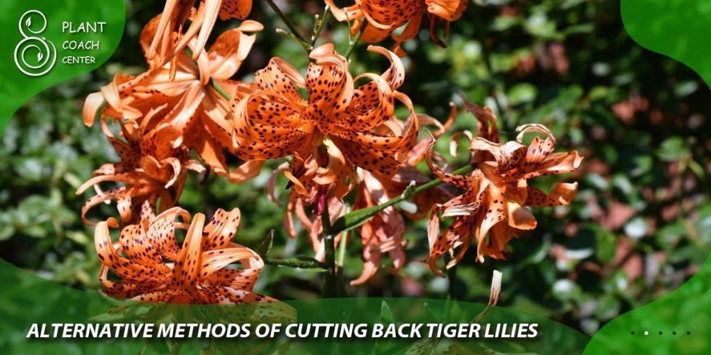 Alternative Methods of Cutting Back Tiger Lilies