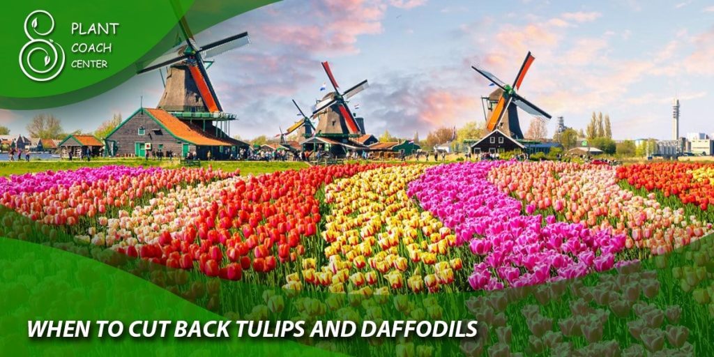 when to cut back tulips and Daffodils