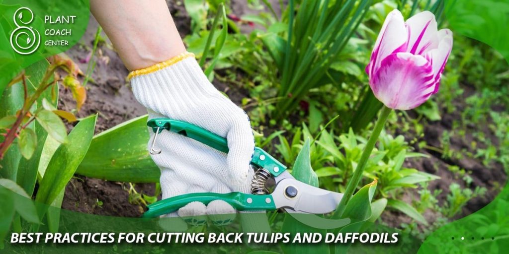 Best Practices for Cutting Back Tulips and Daffodils