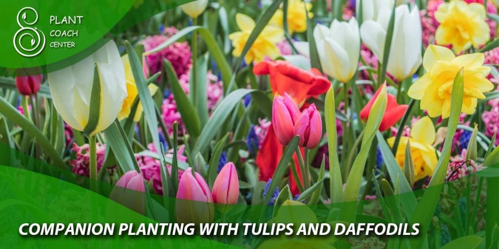 Companion Planting with Tulips and Daffodils