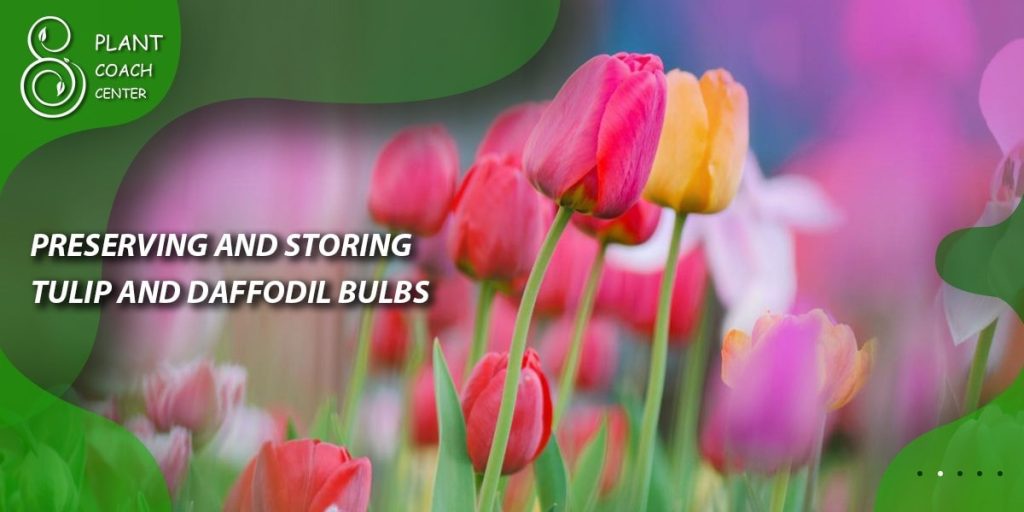 Preserving and Storing Tulip and Daffodil Bulbs