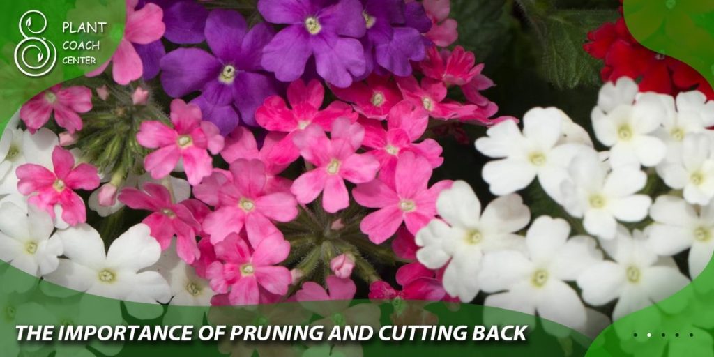 The Importance of Pruning and Cutting Back