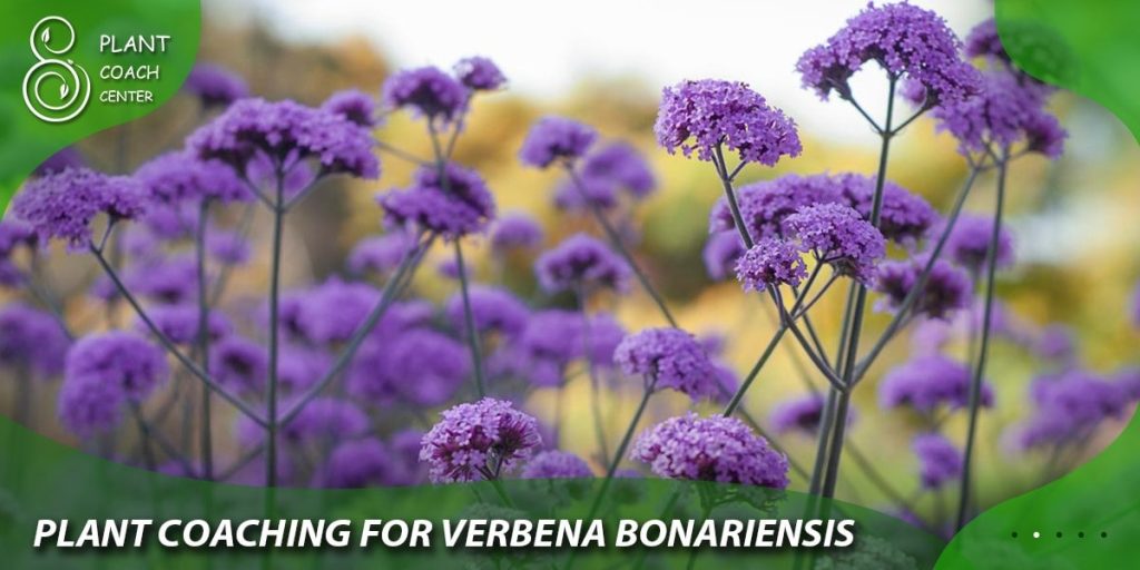 Plant Coaching for Verbena bonariensis