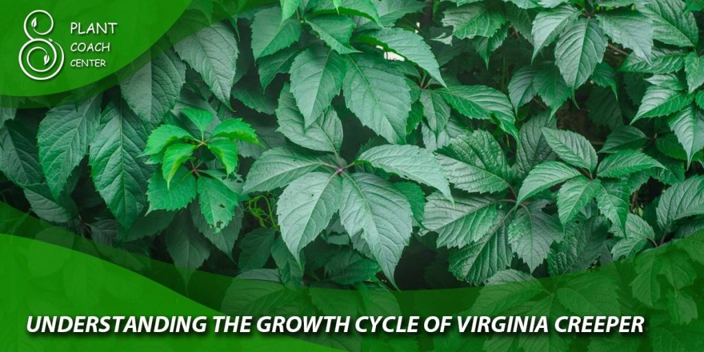 Understanding the Growth Cycle of Virginia Creeper