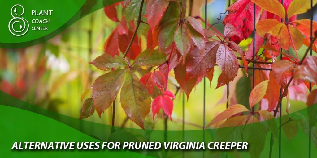 Alternative Uses for Pruned Virginia Creeper