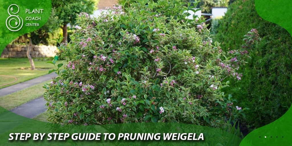 Step-by-Step Guide to Pruning Weigela:
