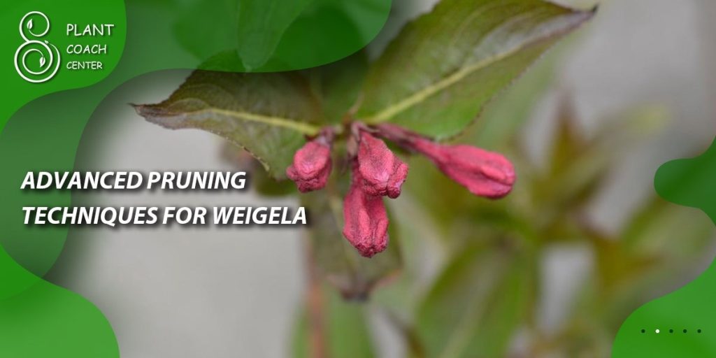 Advanced Pruning Techniques for Weigela