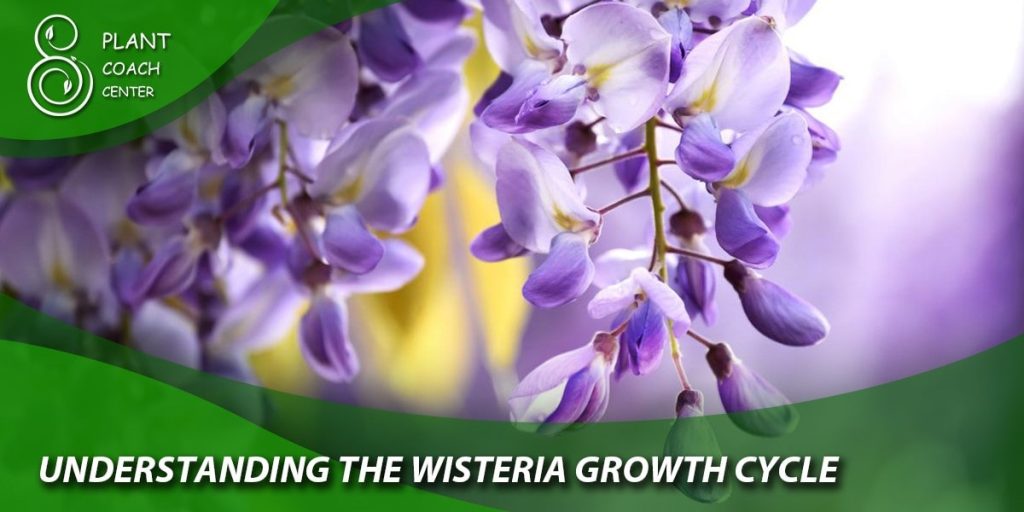 Understanding the Wisteria Growth Cycle