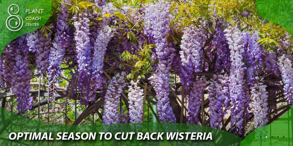 optimal season to cut back wisteria