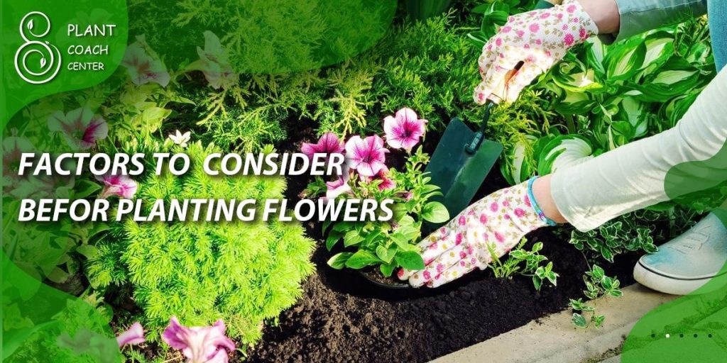 Factors to Consider Before Planting Flowers