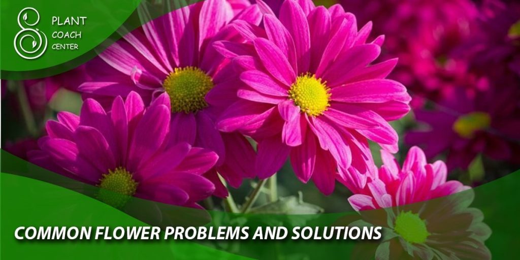 Common Flower Problems and Solutions