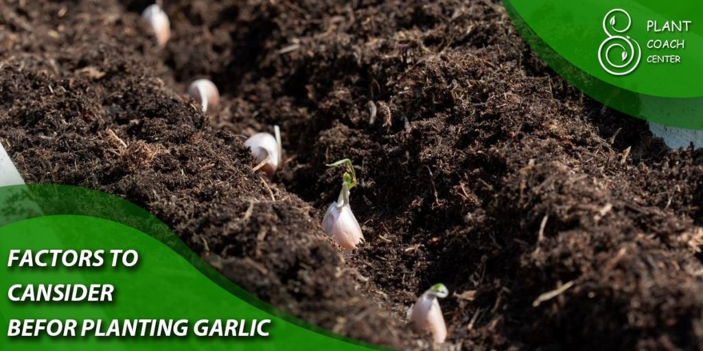 Factors to Consider Before Planting Garlic