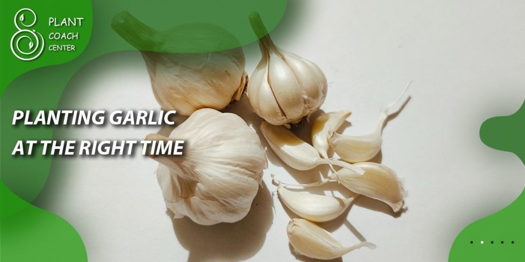 PLANTING GARLIC AT THE RIGHT TIME