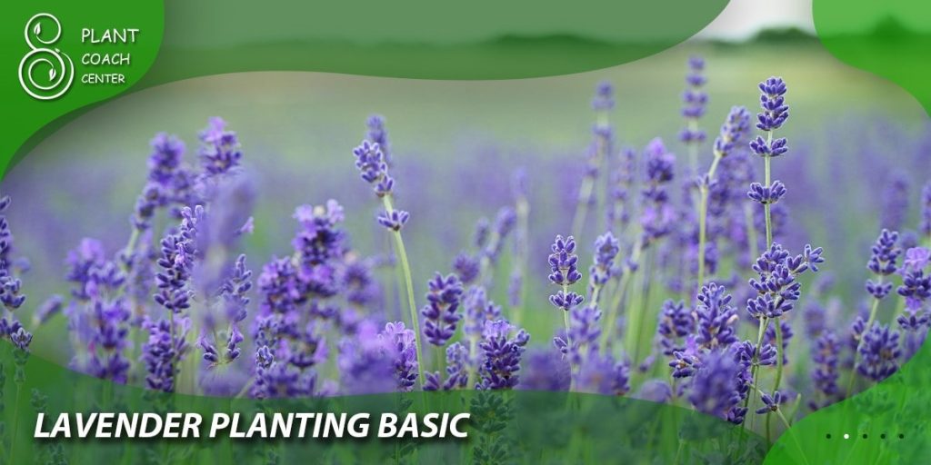 Lavender Planting Basics