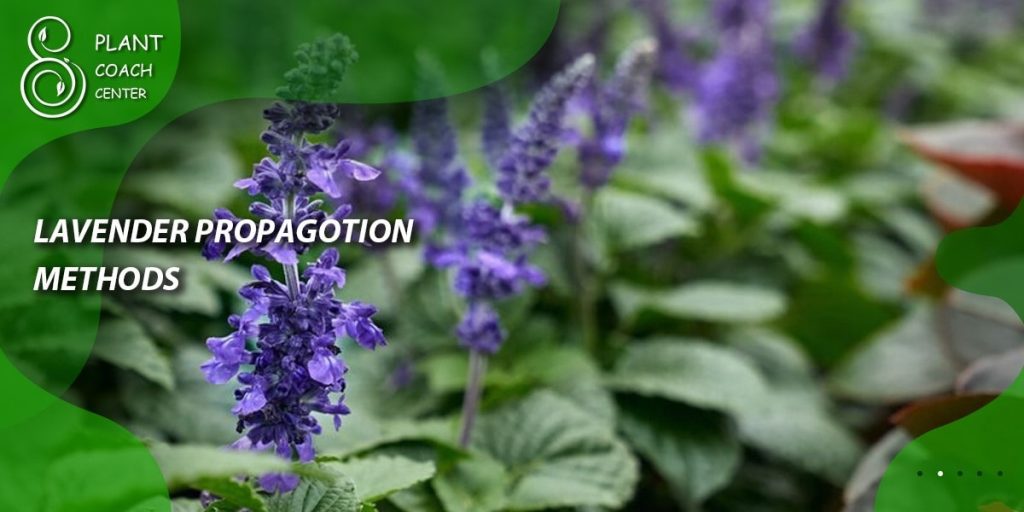  Lavender Propagation Methods