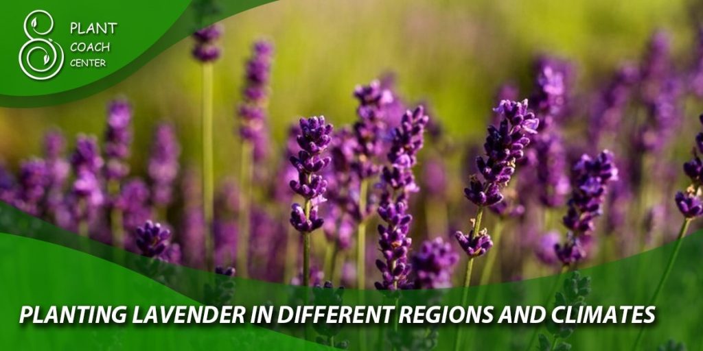 Planting Lavender in Different Regions and Climates