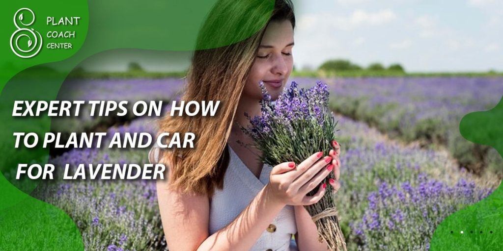 expert tips on how to plant and care for Lavender