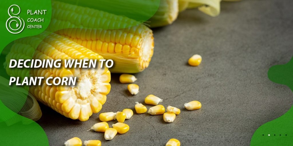 Deciding When to Plant Corn