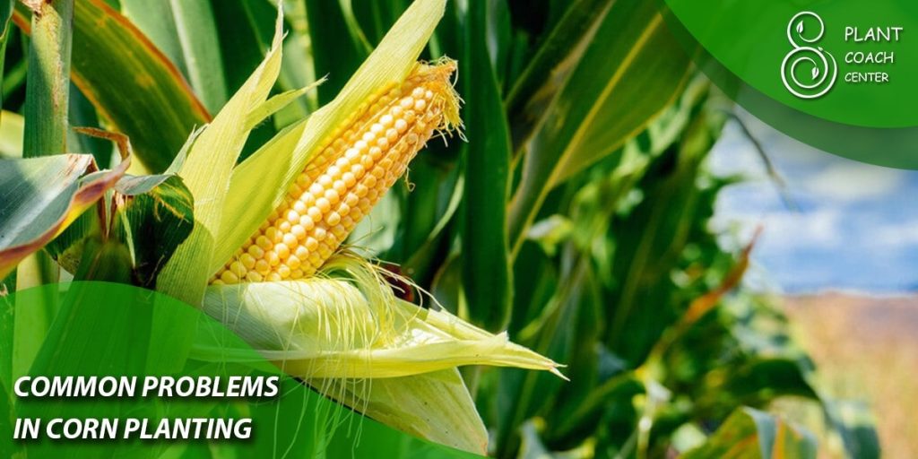 Common Problems in Corn Planting