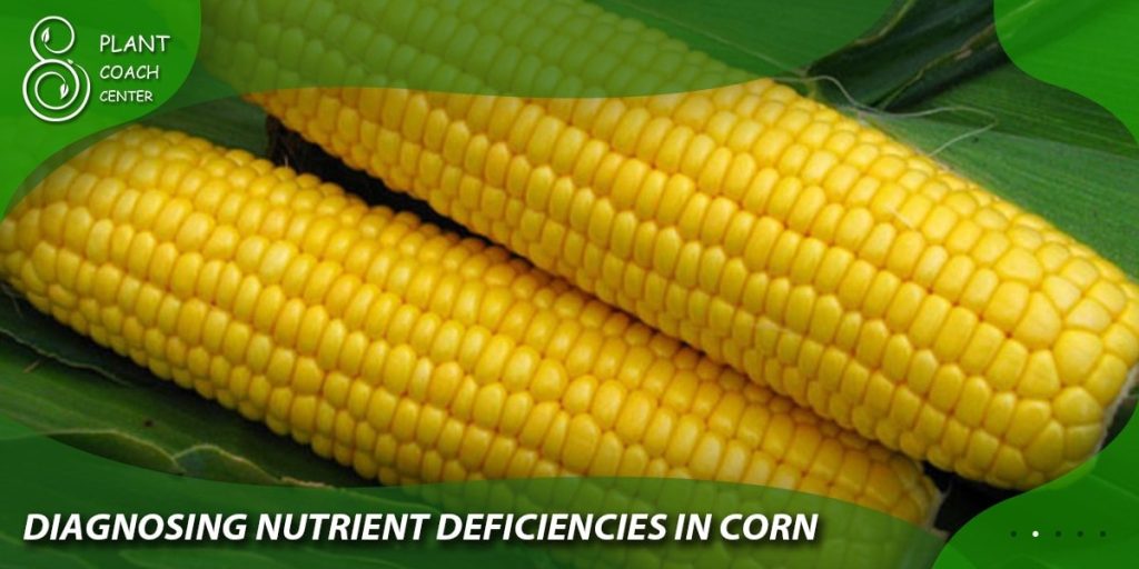 Diagnosing Nutrient Deficiencies in Corn