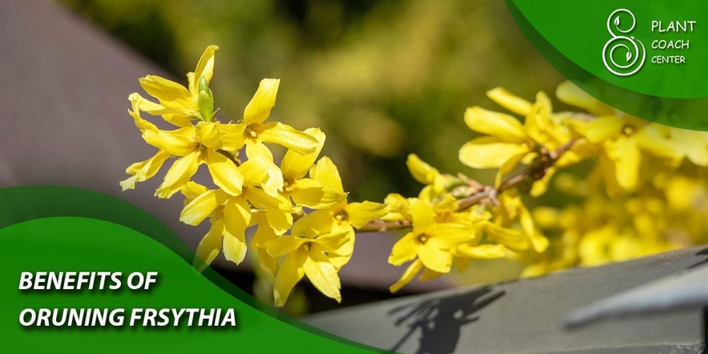 Benefits of Pruning Forsythia
