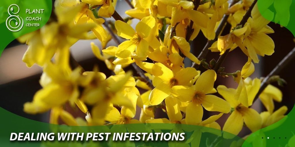 Dealing with Pest Infestations