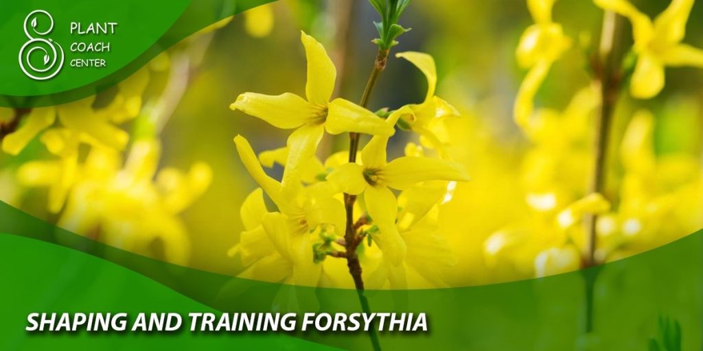 Shaping and Training Forsythia