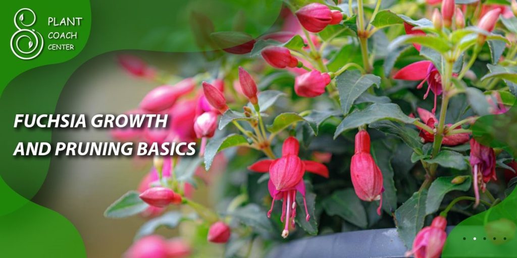 Fuchsia Growth and Pruning Basics