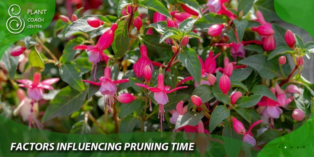 Factors Influencing Pruning Time