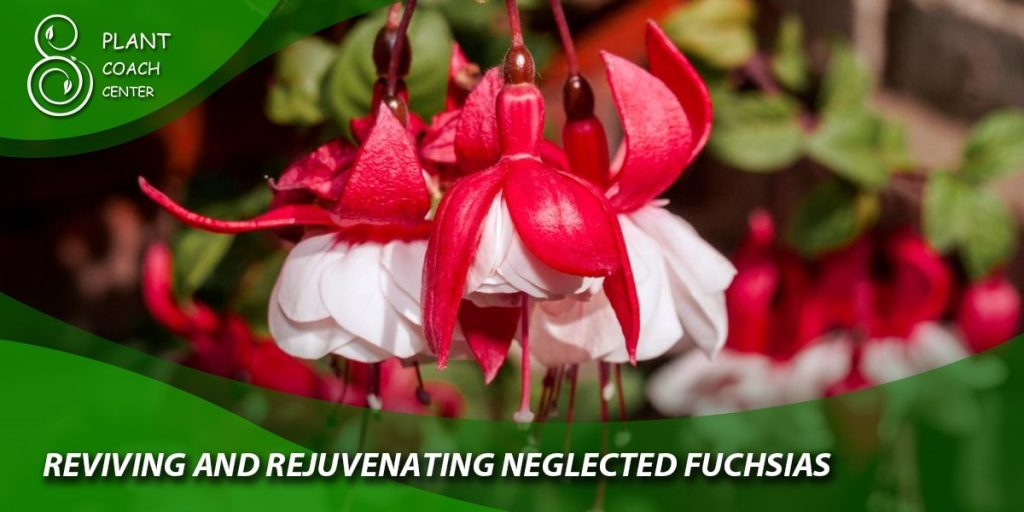 Reviving and Rejuvenating Neglected Fuchsias
