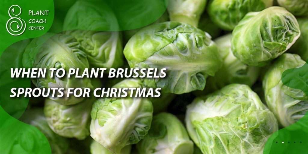 When to Plant Brussels Sprouts