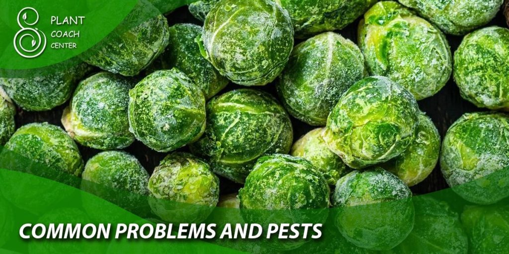 Common Problems and Pests