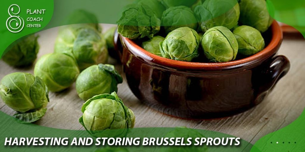 Harvesting and Storing Brussels Sprouts
