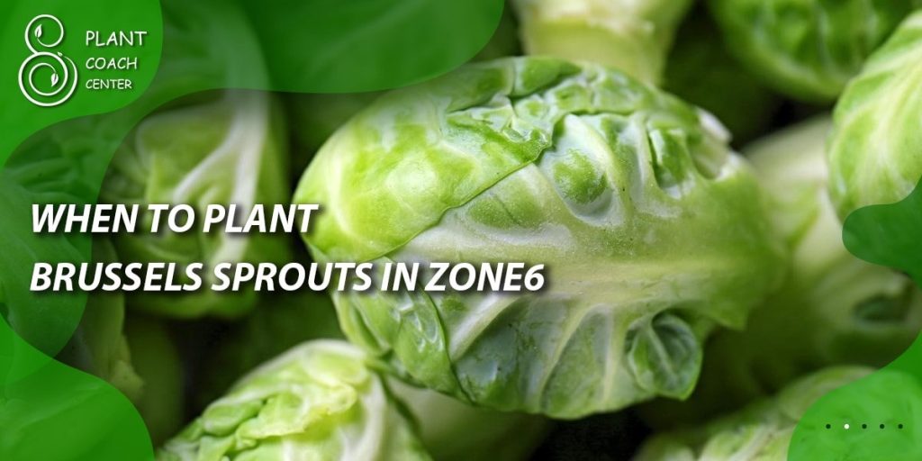 When to Plant Brussels Sprouts in Zone 6