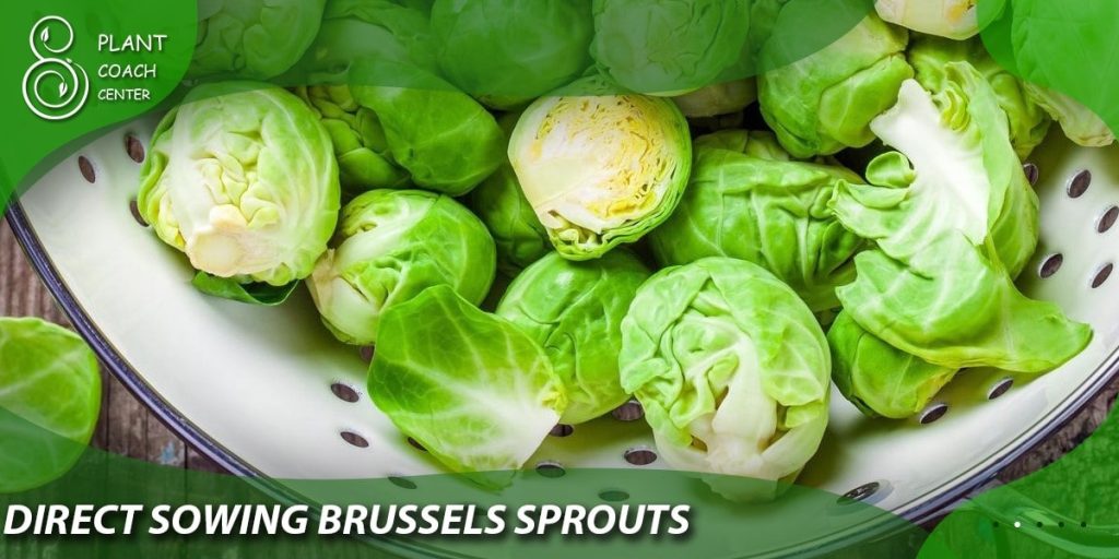 Direct Sowing Brussels Sprouts