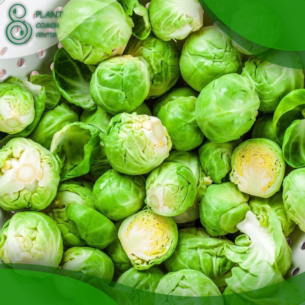 When to Plant Brussels Sprouts
