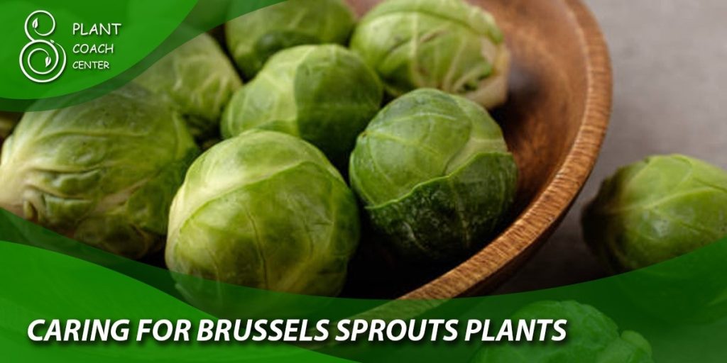 Caring for Brussels Sprouts Plants