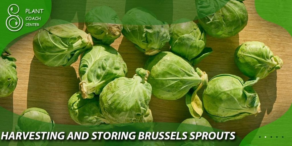 Harvesting and Storing Brussels Sprouts
