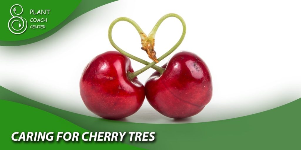Caring for Cherry Trees