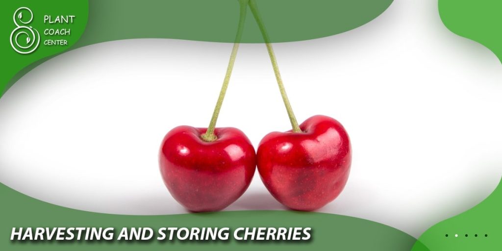 Harvesting and Storing Cherries