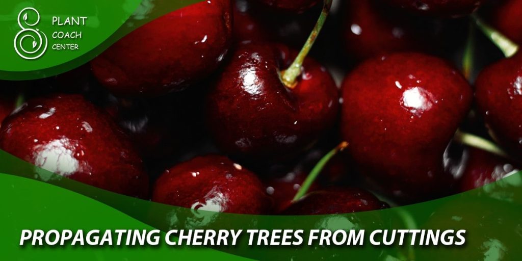 propagating cherry trees from cuttings