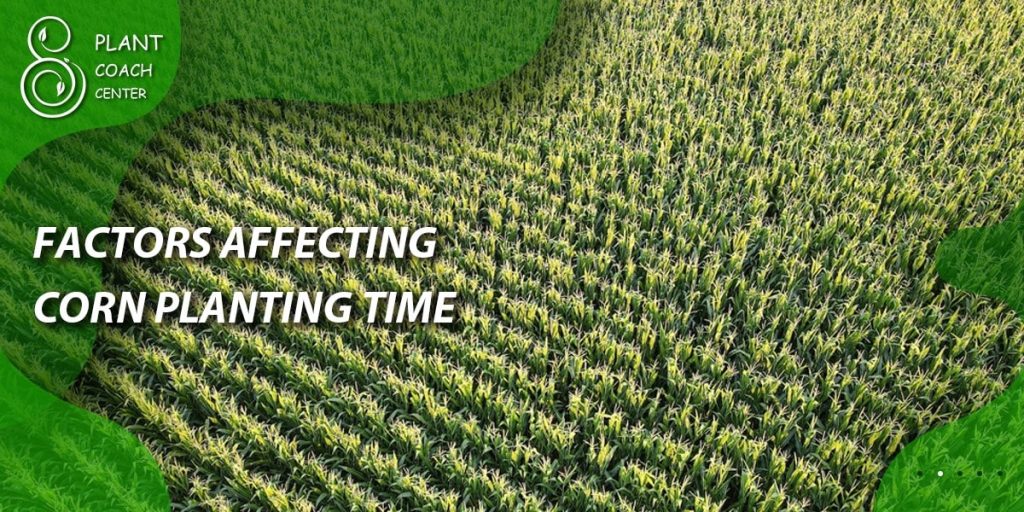 Factors Affecting Corn Planting Time