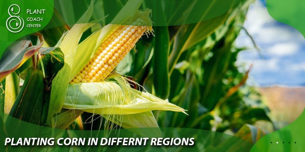 Planting Corn in Different Regions