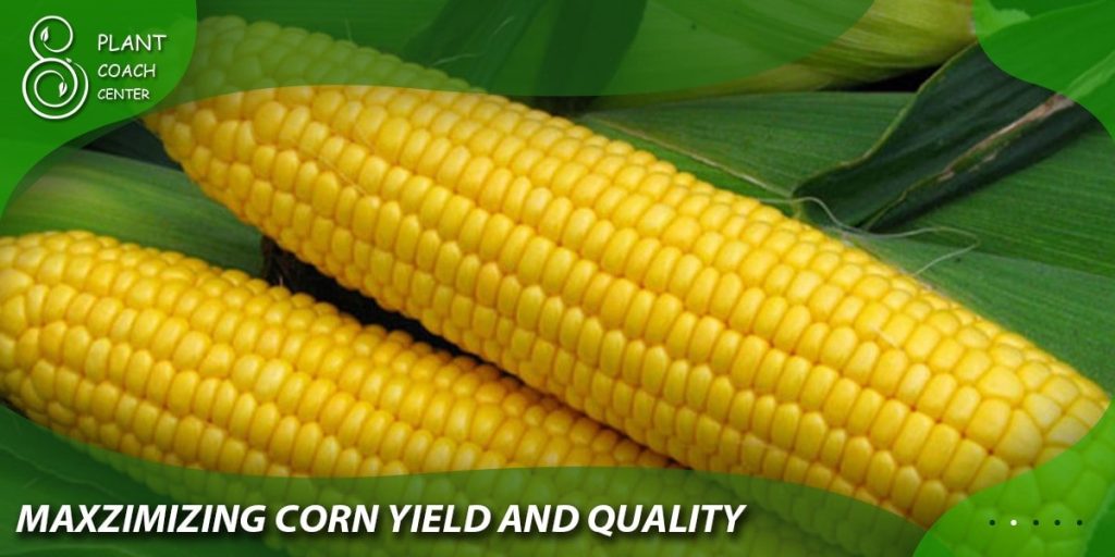 Maximizing Corn Yield and Quality