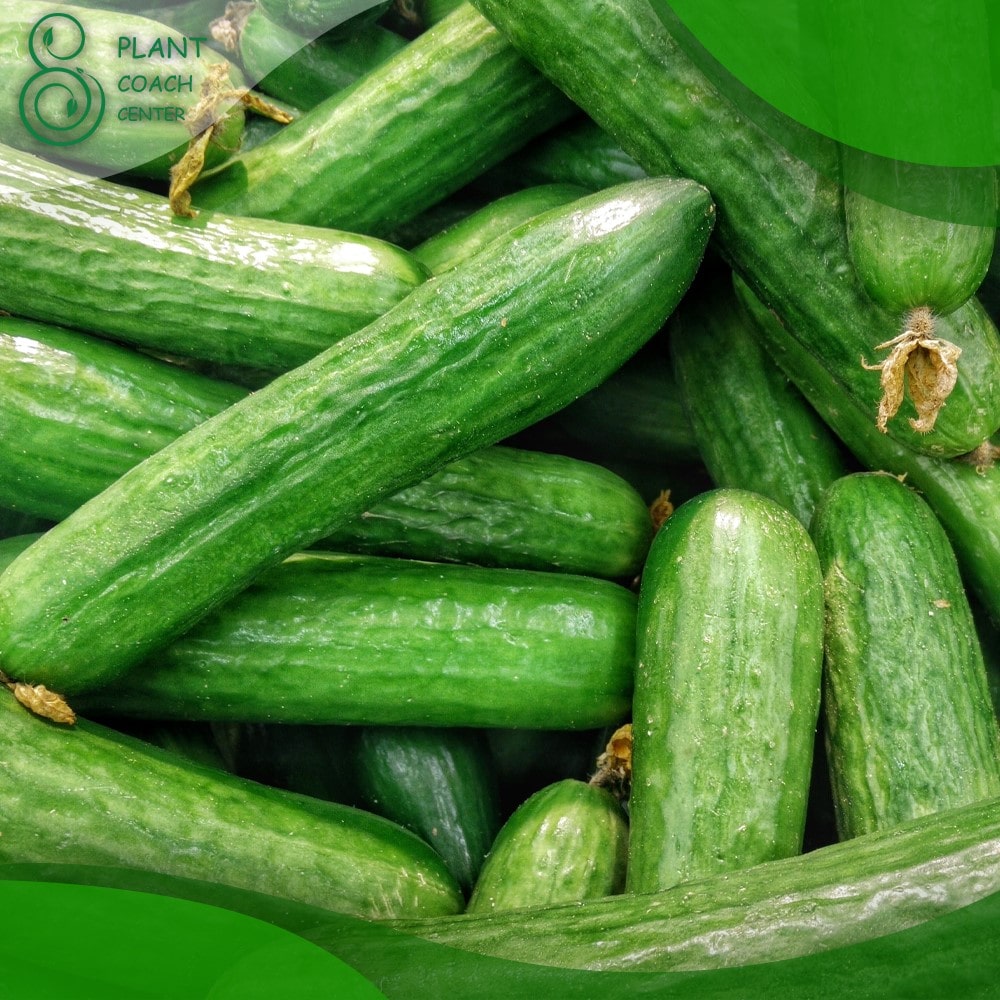 When Can You Plant Cucumbers