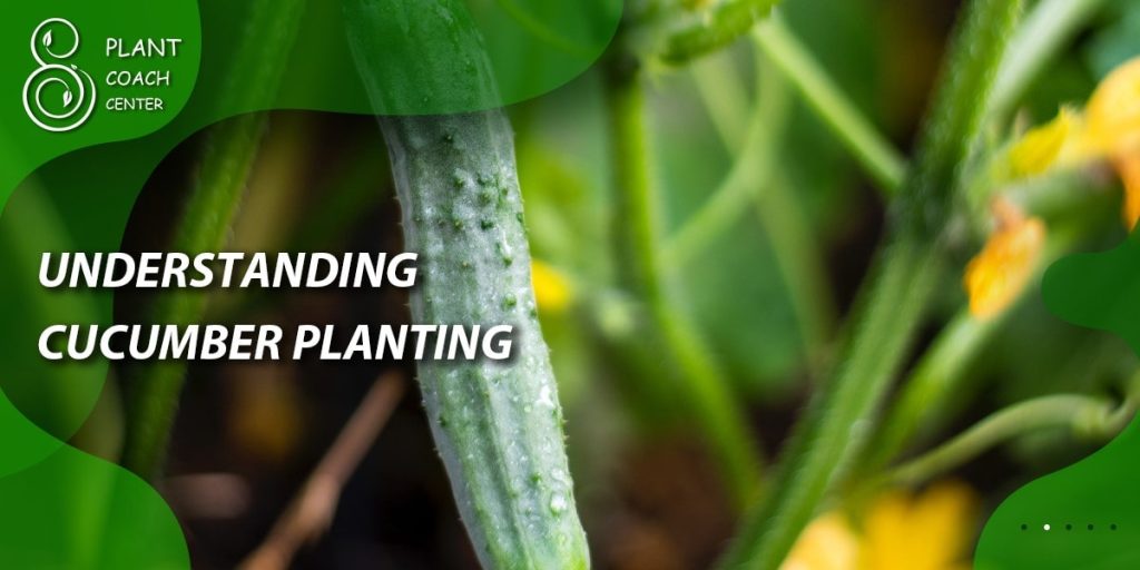 Understanding Cucumber Planting